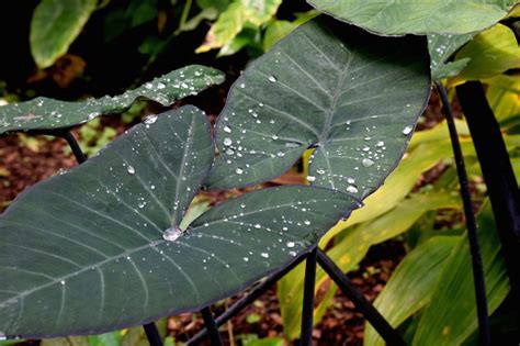 elephant ear moisture meter|elephant ear soil.